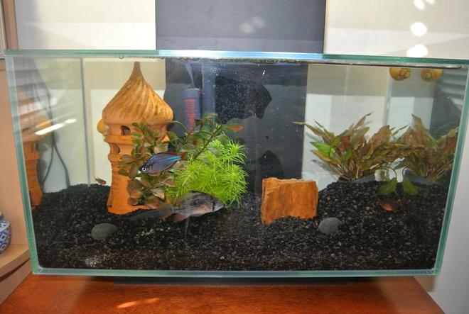 6 gallons freshwater fish tank (mostly fish and non-living decorations) - before light mod