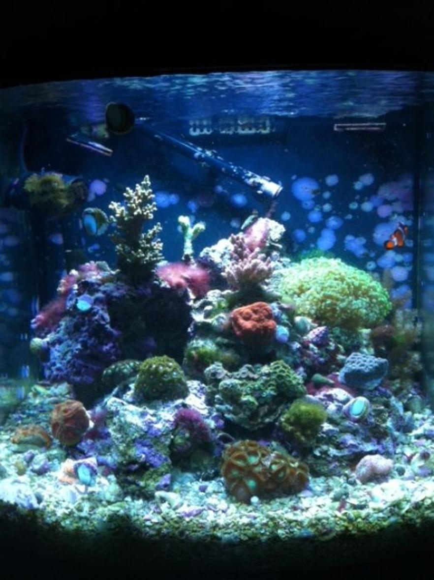 Rated #45: 90 Gallons Reef Tank - 28g jbj nano cube HQI