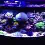 72 gallons reef tank (mostly live coral and fish) - This is my 72 bow front mixed reef.