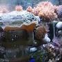 70 gallons reef tank (mostly live coral and fish) - Need suggestions please