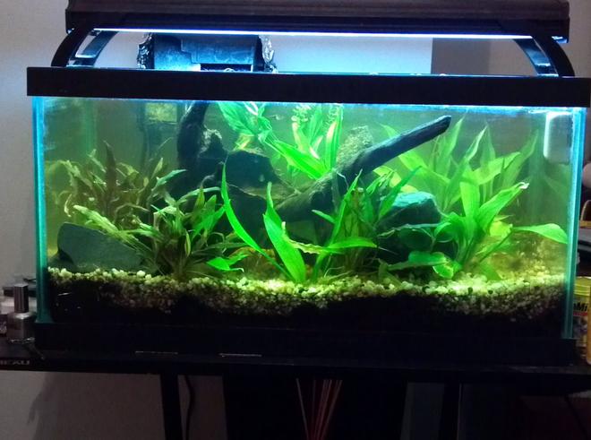 30 gallons freshwater fish tank (mostly fish and non-living decorations) - My 15 gallon planted aquarium.