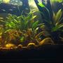 30 gallons planted tank (mostly live plants and fish) - my 30 gallon planted piranha tank