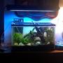 fish tank picture - my ten gallon planted aquarium