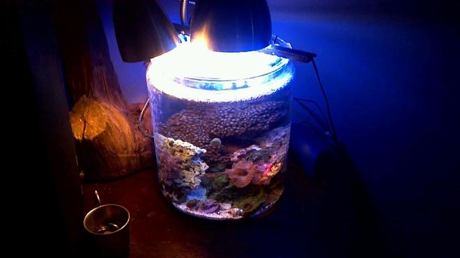 30 gallons reef tank (mostly live coral and fish) - my 1 gallon cookie jar reef. filterless self contained ecosystem. been up for 5 months with the corals.