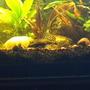 freshwater fish - glyptoperichthys gibbiceps - sailfin pleco (l-83) stocking in 30 gallons tank - my sailfin pleco