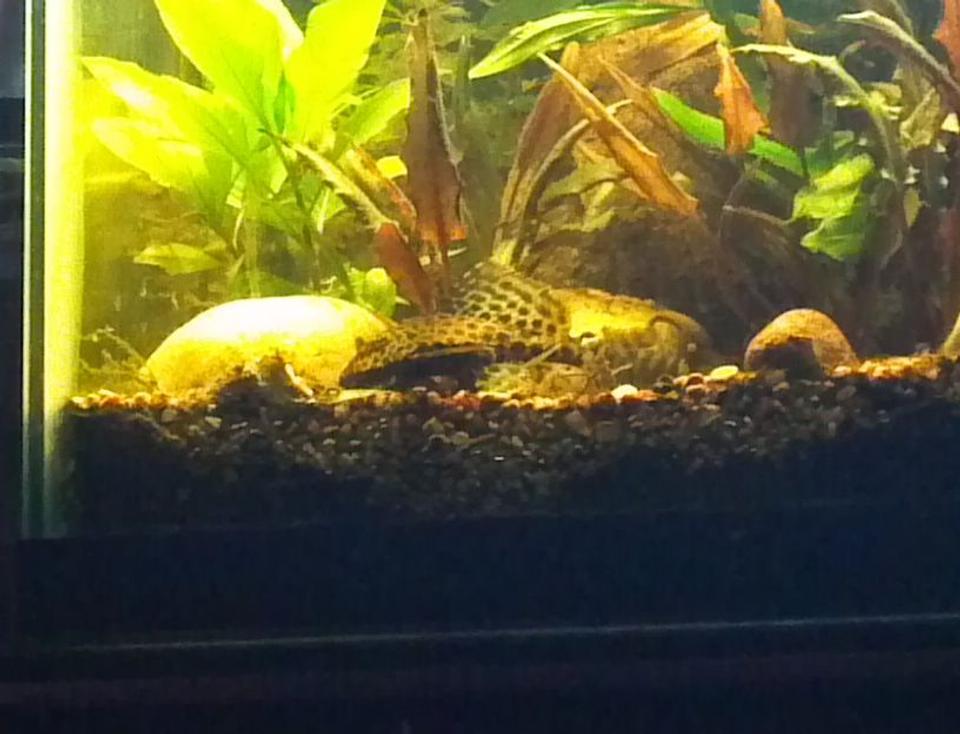 freshwater fish - glyptoperichthys gibbiceps - sailfin pleco (l-83) stocking in 30 gallons tank - my sailfin pleco
