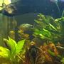 freshwater fish - pygocentrus nattereri - redbellied pirhana stocking in 30 gallons tank - my pleco and red belly piranhas