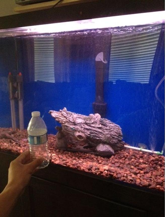 50 gallons freshwater fish tank (mostly fish and non-living decorations) - I''m cycling right now
