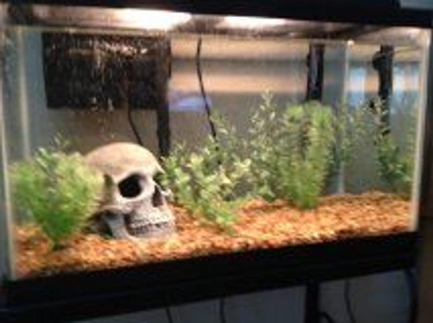 Rated #4083: 10 Gallons Freshwater Fish Tank - This is my tank. I just set it up today and im letting the water sit for 24 hours.
