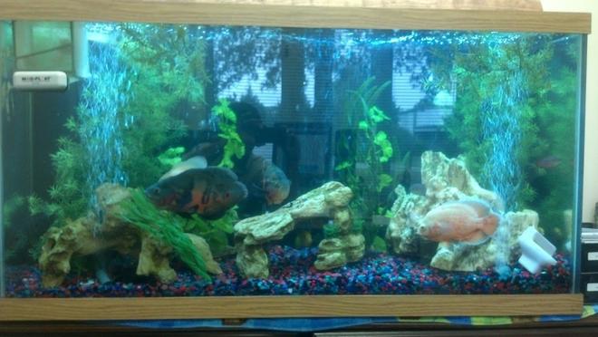 90 gallons freshwater fish tank (mostly fish and non-living decorations) - Most of the fish are hidden by the air bubbles, decorations, and plants.