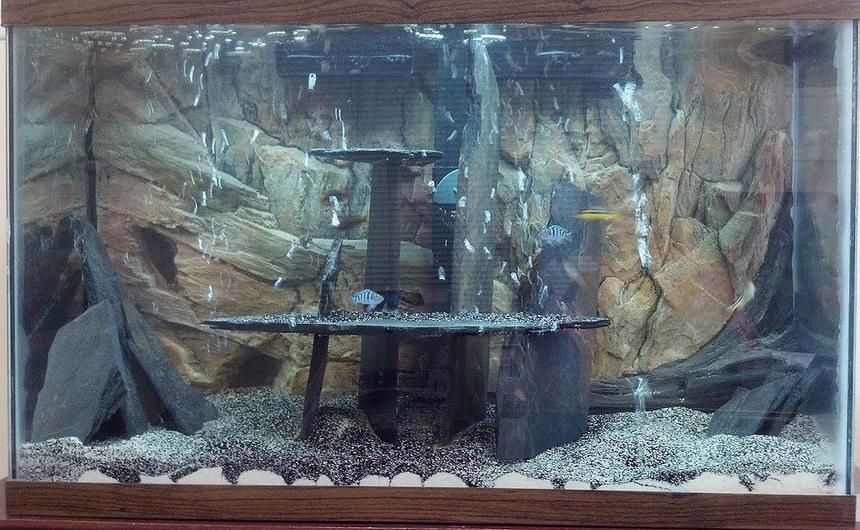 Rated #2936: 90 Gallons Freshwater Fish Tank - 30 Gallon Lake Malawi Cichlid Tank. Cant see the rustys and convicts. They are too small and blend in.