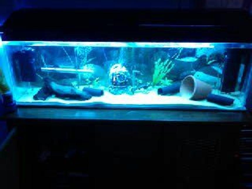 Rated #2826: Freshwater Fish Tank - my fish tank :D