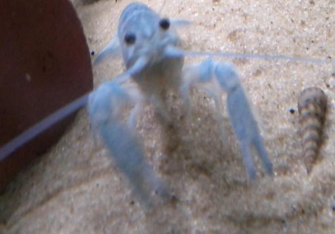 corals inverts - procambarus clarkii - hammers cobalt blue lobster - my baby blue lobster xD