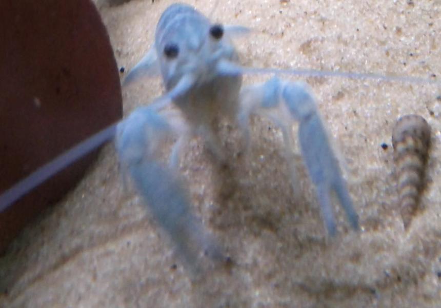 Rated #20: Corals Inverts - Procambarus Clarkii - Hammers Cobalt Blue Lobster - my baby blue lobster xD