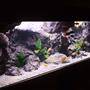 170 gallons freshwater fish tank (mostly fish and non-living decorations) - Malawi setup