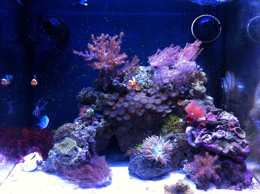 Rated #36: 14 Gallons Reef Tank - Biocube 14