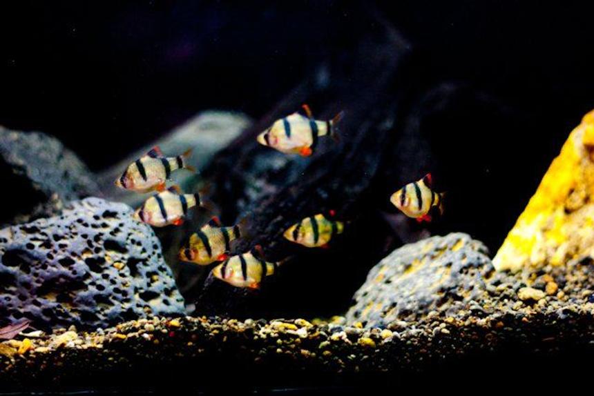 Rated #6: Freshwater Fish - Puntius Tetrazona - Tiger Barb Stocking In 25 Gallons Tank - barbus tetrazona