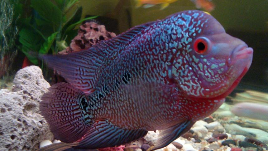 Rated #16: Freshwater Fish - Cichlasoma Sp. - Flower Horn Cichlid Stocking In 20 Gallons Tank - Flower horn with other Cichlids