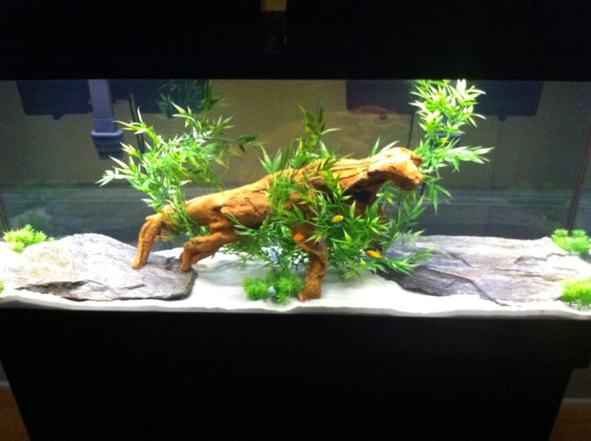 Rated #2229: 55 Gallons Freshwater Fish Tank - a front view of the tank