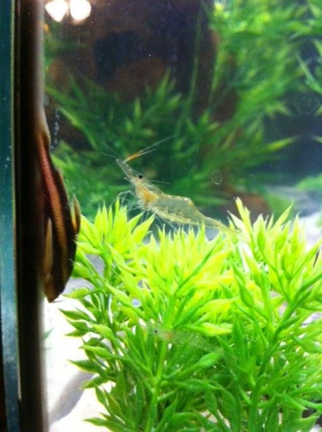 freshwater fish - platyodras armatulus - striped raphael cat stocking in 55 gallons tank - stripped ralph and ghost