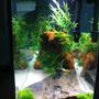 fish tank picture - a side shot. i have video which really shows the tanks beauty..