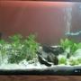 fish tank picture - Week 1- 22 JUN 2012 Before the fish.