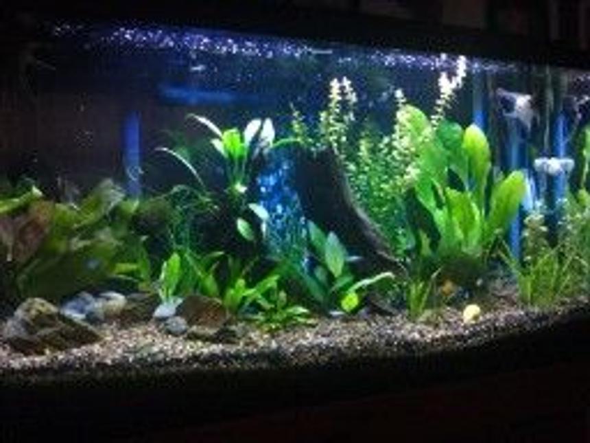 Rated #79: 40 Gallons Planted Tank - 3 Veiltail Angels, 6 RummyNose, 6 Neons - 6 Cardinal Tetras, 3 Glass Bloodfin tetras, 5 Gold Tetras,4 lampeye Rasboras,4 Ember tetras,1 Males 1 Bristlenose Pleco, 1 Albino Female Bristelnose Pleco, 1 Longfin Bristlenose Pleco, 1 Green Emerald Cory cat, 16 Amano Shrimp. I know it sounds like ALOT, but ive had all these fish together for over 2 years...NEVER have disease's, never have fish die off at random. All my levels are always on point. So When people say you can only have certin amount of fish in your tank, its not true..