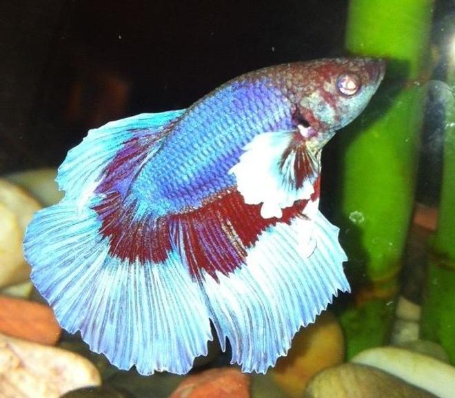 freshwater fish - betta splendens - halfmoon betta stocking in 90 gallons tank - The Betta my girlfriend wanted that I paid too much for! Still, the beta does look pretty badass.