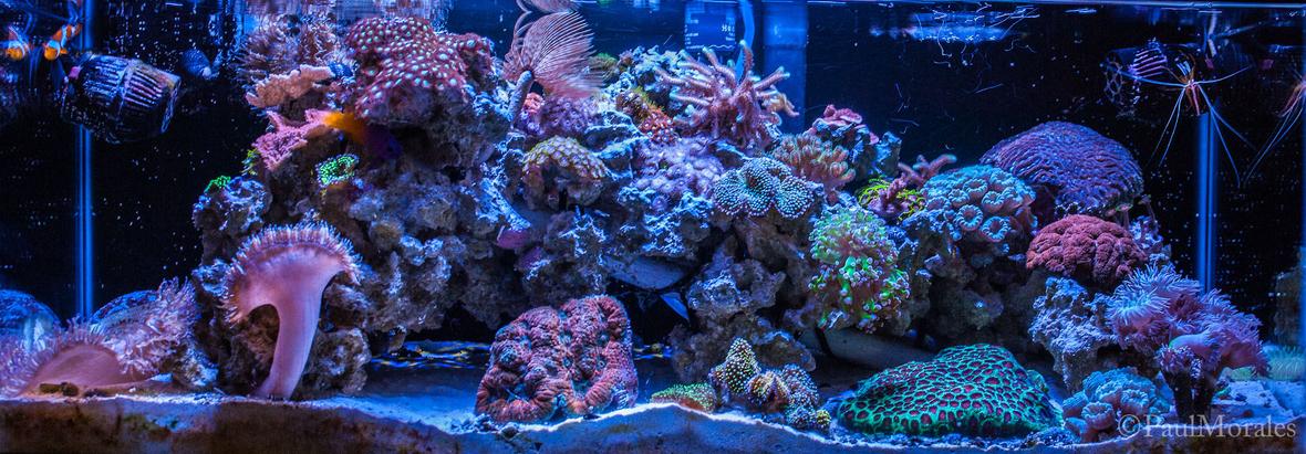 20 gallons reef tank (mostly live coral and fish) - My Cave inspired Mixed Reef tank