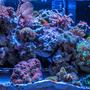 20 gallons reef tank (mostly live coral and fish) - My Cave inspired Mixed Reef tank