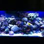 75 gallons reef tank (mostly live coral and fish) - 75 gallon mixed reef tank