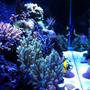 fish tank picture - 75 gallon mixed reef tank