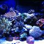 fish tank picture - 75 gallon mixed reef