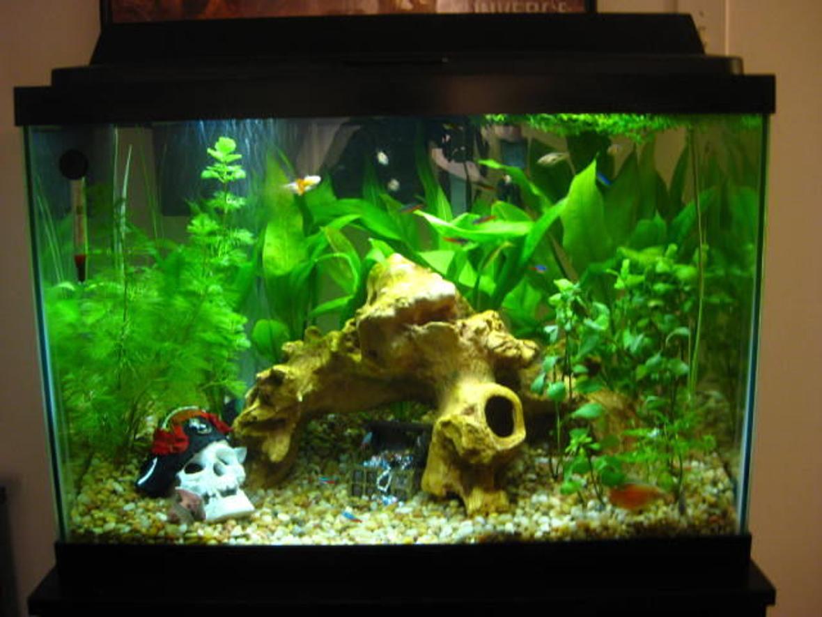 20 gallons planted tank (mostly live plants and fish) - Full front showing literally everything
