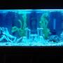75 gallons freshwater fish tank (mostly fish and non-living decorations) - My 75 gallon