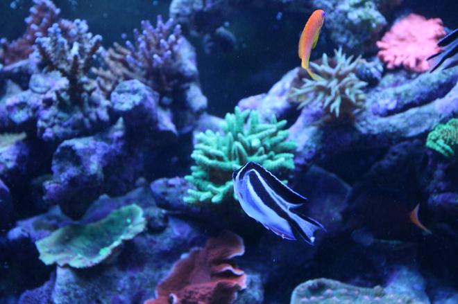 saltwater fish - genicanthus bellus - bellus angelfish stocking in 90 gallons tank - Bellus Angel one of 4 largest female is Morphing into Male Yeah!!!!