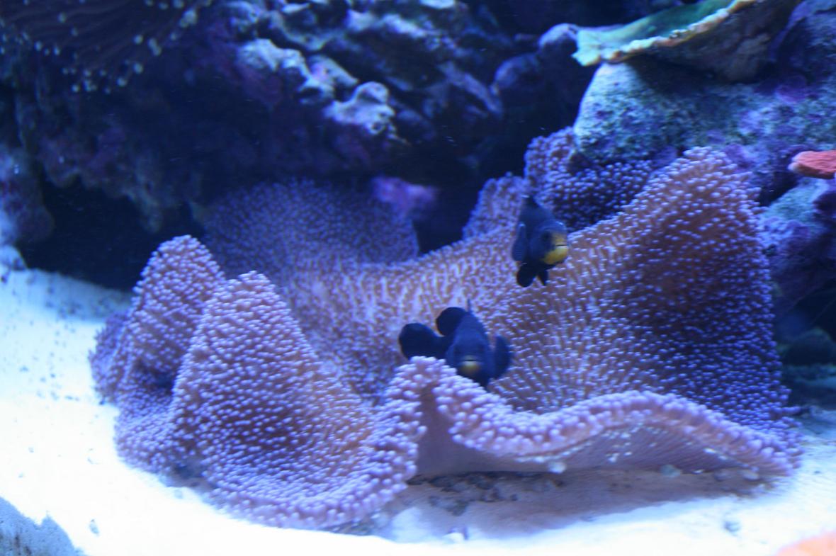 corals inverts - stichodactyla haddoni - carpet anemone stocking in 90 gallons tank - Purple Carpet and Midnight Clowns