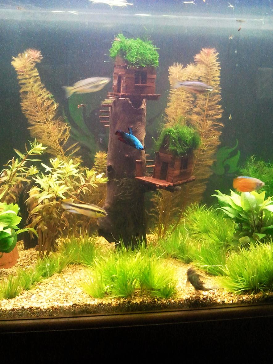 Rated #34: Freshwater Fish - Pelvicachromis Pulcher - Kribensis Cichlid Stocking In 95 Gallons Tank - Not the best pic but it shows my
driftwood masterpiece that held up quite well actually.