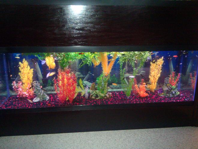 125 gallons freshwater fish tank (mostly fish and non-living decorations)