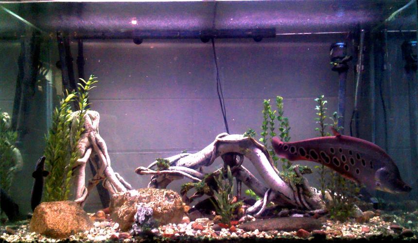 Rated #2140: 150 Gallons Freshwater Fish Tank - 150 gallon fresh with ~20" clown knife, 22" fire eel, 8" standard bichir and 10" pleco.
