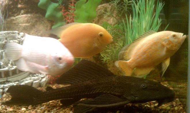 freshwater fish - helostoma temmincki - kissing gourami stocking in 125 gallons tank - Gold sevrum,picasimus,kissing