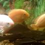 freshwater fish - helostoma temmincki - kissing gourami stocking in 125 gallons tank - Gold sevrum,picasimus,kissing