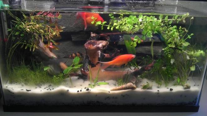 10 gallons planted tank (mostly live plants and fish) - Planted a few goldfish , 2 clowns, driftwood is a month old , substrate topped with white sand.