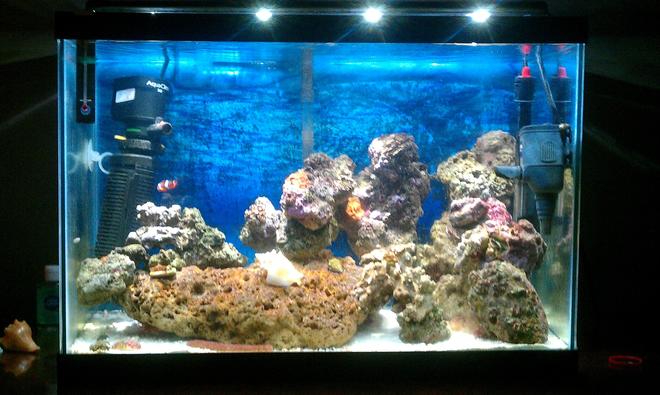 20 gallons saltwater fish tank (mostly fish, little/no live coral) - My 1st Saltwater Tank!!!!