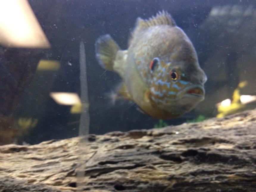 Rated #37: Freshwater Fish - Lepomis Gibbosus - Pumpkinseed Stocking In 150 Gallons Tank - Here is a picture of my pumpkinseed who is pleasantly plump!
