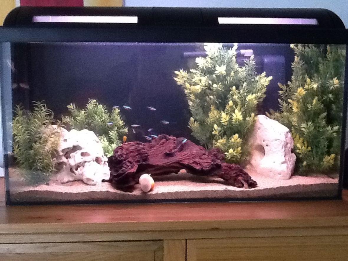 20 gallons freshwater fish tank (mostly fish and non-living decorations)