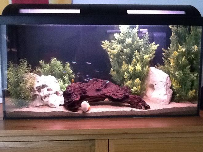 20 gallons freshwater fish tank (mostly fish and non-living decorations)