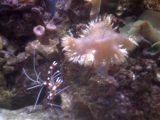 corals inverts - stenopus hispidus - banded coral shrimp stocking in 70 gallons tank - coral banded shrimp hanging out by my large flower anemone