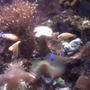 fish tank picture - torch coral and other goodies.