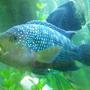 freshwater fish - nandopsis octofasciatum - jack dempsey stocking in 55 gallons tank - Jack dimsey,Mostly mellow untill you get on his tail,But all and all beautiful chiclid,Also flickers in certain light...